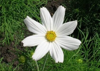 whiteflower5-7small.jpg