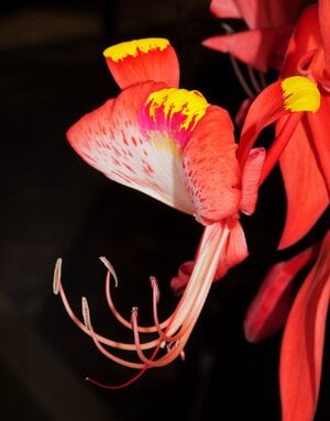 Amherstia_nobilis_PS.jpg
