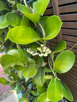 IMG_0360.jpeg