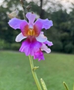 IMG_0270.jpeg
