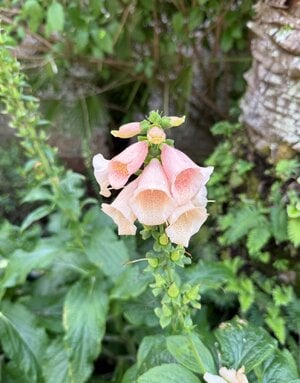IMG_2565.jpeg