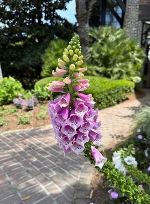 IMG_2563.jpeg