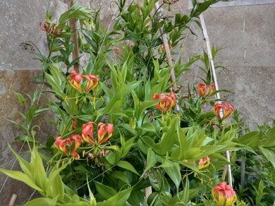IMAG0995.jpg