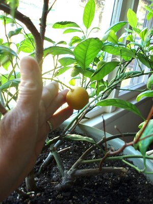calamansi  fruit.jpeg