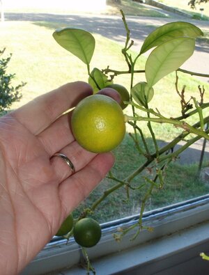 calamansi 2.jpeg