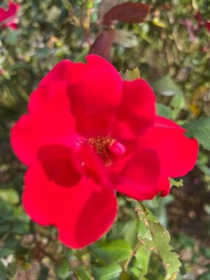 IMG_8459.jpeg