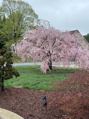 IMG_3394.jpeg