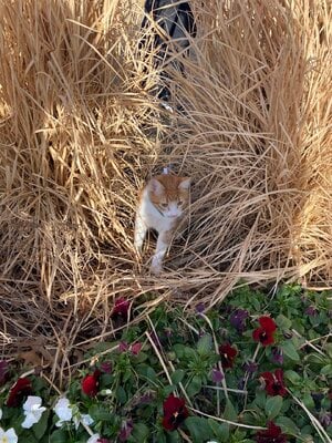 IMG_4035.jpeg