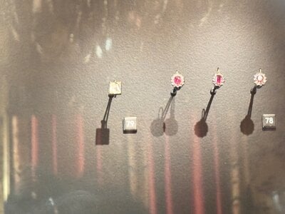 IMG_7929.jpeg