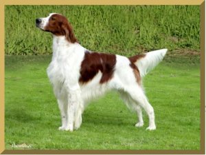 the perfect irish red and whitea.jpg