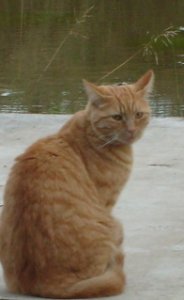 lisseyjuly2009.jpg