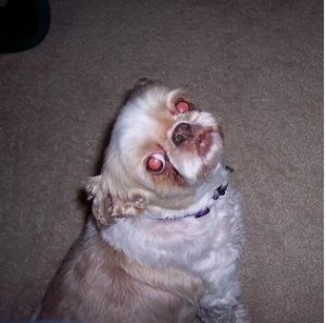 Heidi2.JPG