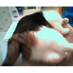COCOBUTT3.jpg