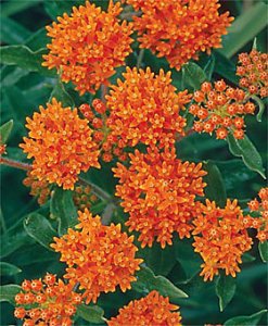Butterfly weed.jpg