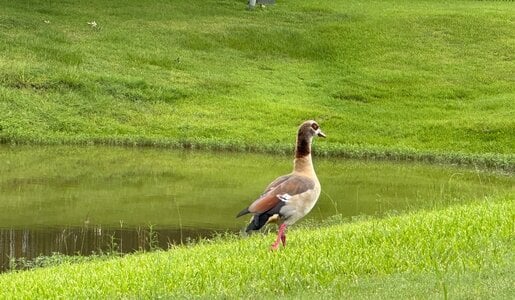 IMG_8447.jpeg