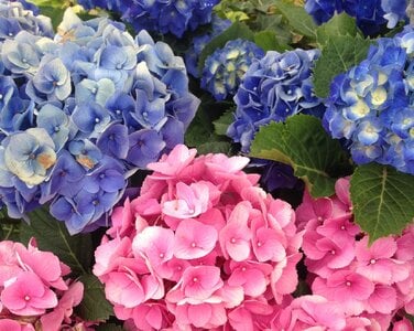 IMG_0636.jpeg