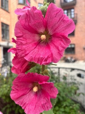 IMG_7204.jpeg