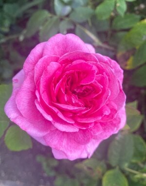 IMG_0214.jpeg
