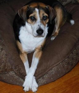 lucy waiting.JPG