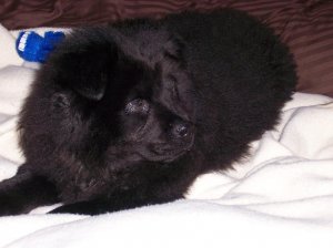DOG Domenico 1.JPG