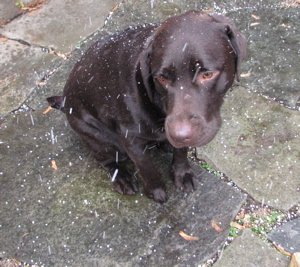 muddysnow.jpg