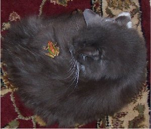 froggykitty.jpg