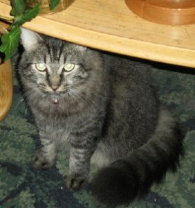 bentleytkitty.JPG
