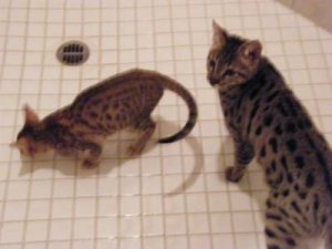 theshower.jpg