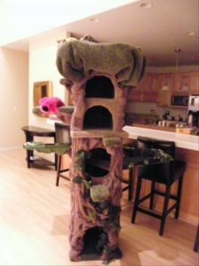 kittytree1.jpg