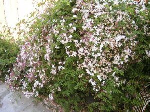 DSCN5312.jpg