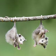 Ibrakeforpossums