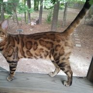 Mauicat