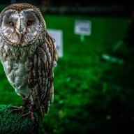 irish_owl