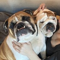 WrinklyBulldogs