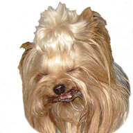 Yorkie Fan