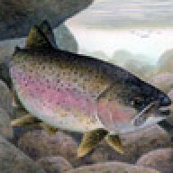 rainbowtrout