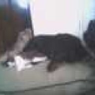 punky03