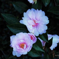 WinterCamellias
