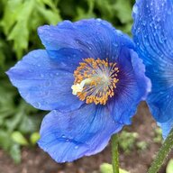 BluePoppy