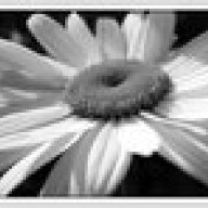 iluvdaisies