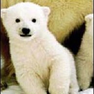 Polar E Bear