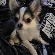 lyra