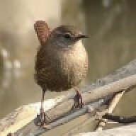 sagewren