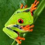 treefrog