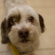 Kahlua2009