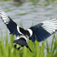 Magpie09