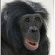 Bonobo