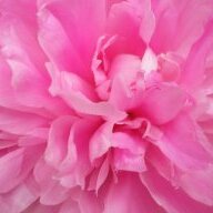 *peony*