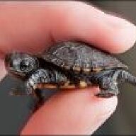 Brave_Turtle