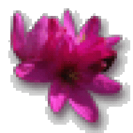 anners11